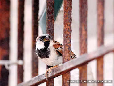 World Sparrow Day: घराच्या डिझाइनमध्ये ठेवा चिमण्यांसाठी जागा!