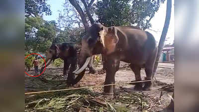 केरल: नजदीक से फोटो लेने की कोशिश पर 43 वर्षीय शख्स को हाथी ने पटका, हालत गंभीर