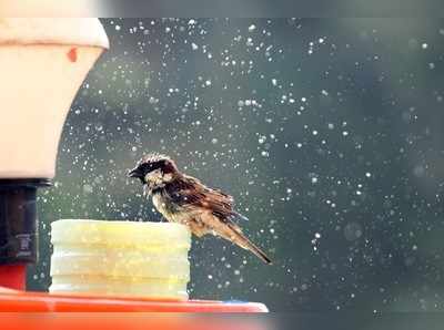 World Sparrow Day: ಕಾಲಗರ್ಭ ಸೇರುತ್ತಿರುವ ಗುಬ್ಬಚ್ಚಿ