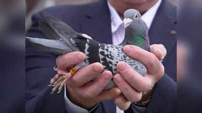 Belgium Pigeon Auction: ரூ 9 கோடிக்கு ஏலம் போன புறா..! அப்படி இந்த புறாகிட்ட என்னதான் இருக்கு?