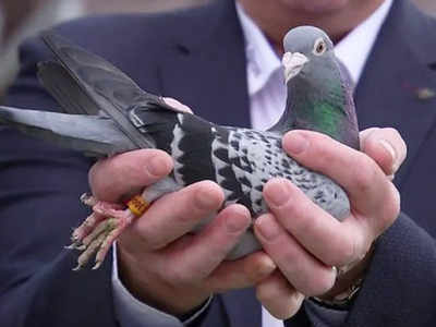 Belgium Pigeon Auction: ரூ 9 கோடிக்கு ஏலம் போன புறா..! அப்படி இந்த புறாகிட்ட என்னதான் இருக்கு?