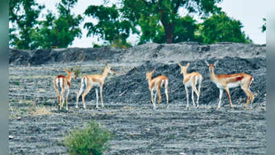 ನೀರು, ಆಹಾರ ಸಿಗದೇ ನಲುಗಿದ ಜಿಂಕೆಗಳು