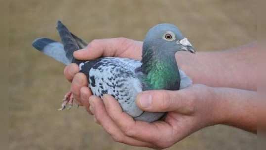 Pigeon Racing: ఈ పావురం ధర అక్షరాలా రూ.10 కోట్లు 