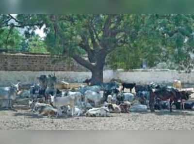 ಮೂಕ ಪ್ರಾಣಿಗಳಿಗೆ ಇಲ್ಲಿದೆ ನೆಲೆ