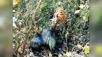 भोपाल: बाघ ने बाघ को मारकर खाया, पहली बार कैमरे में हुआ कैद