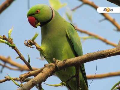 বিলুপ্ত প্রজাতির ৩২ টিয়া-সহ শহরে ধৃত ২