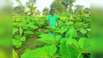 ಮನೆಯಂಗಳದಲ್ಲಿ ಭರ್ಜರಿ ಹಾಲುಗೆಸ