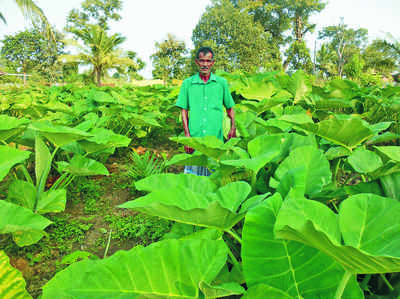 ಮನೆಯಂಗಳದಲ್ಲಿ ಭರ್ಜರಿ ಹಾಲುಗೆಸ