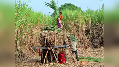 लोकसभा चुनाव: सियासत के कोल्हू पर गन्ना तय करेगा जीत की मिठास या नोटा से बिगड़ेगा खेल?