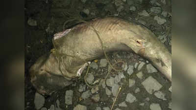 मुंब​ई: मृत व्हेल शार्कच्या कल्ल्यांची  चोरी