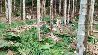 ಅಡಕೆ ತೋಟಕ್ಕೆ 4 ಕಾಡಾನೆಗಳ ದಾಳಿ: 50 ಗಿಡಗಳಿಗೆ ಹಾನಿ