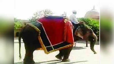 आमेर किले में दो हाथियों में भिड़ंत, बाल-बाल बचे पीठ पर बैठे विदेशी पर्यटक