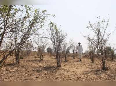 ಬೇಸಗೆ ಬಿಸಿಲಿಗೆ ಮಲೆನಾಡು ಬತ್ತುತ್ತಿದೆ