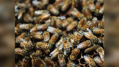 मधमाशांच्या हल्ल्यात शेतकऱ्याचा मृत्यू