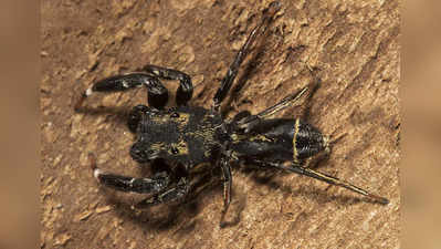 jumping spider: आरेमध्ये सापडला नवा जम्पिंग स्पायडर