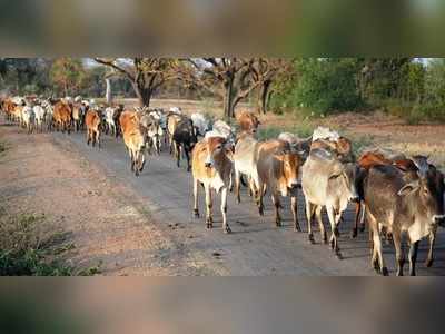 ಕರಾವಳಿಯಲ್ಲಿ ಜಾನುವಾರು ಮೇವಿನ ಕೊರತೆಯ ಭೀತಿ!