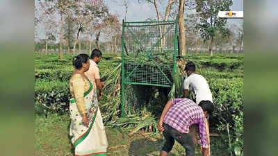 যেখানে বাঘের ভয়, সেখানে প্রচার নয়