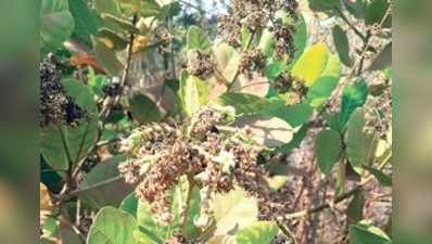 ಕಡು ಬಿಸಿಲಿಗೆ ಕರಟುತ್ತಿವೆ ಕೃಷಿಕರ ನಿರೀಕ್ಷೆಗಳು