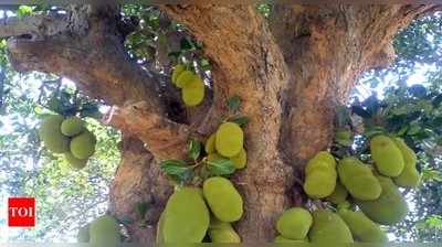 ಹಲಸಿನ ಅವಹೇಳನಕ್ಕೆ ಸಿಡಿದೆದ್ದ ಅಭಿಮಾನ