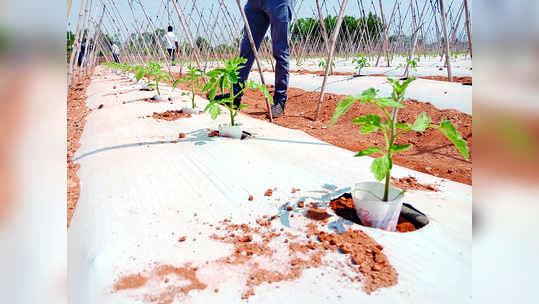 ಎಳೆಯ ಸಸಿಗೆ ಜೀವ ನೀಡುವ ಪೇಪರ್‌ ಕಪ್‌