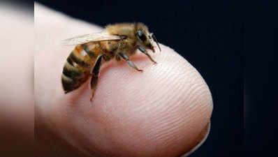 गोवा: पिकनिक मना रहे लोगों पर मधुमक्खियों का अटैक, 1 की मौत, 8 अन्य घायल