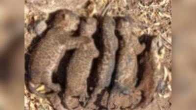 leopard cubs : आंबेगावात बिबट्याच्या ५ पिल्लांचा होरपळून मृत्यू