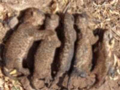 leopard cubs : आंबेगावात बिबट्याच्या ५ पिल्लांचा होरपळून मृत्यू