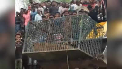 Female Royal Bengal Tiger rescued in Assam by the forest department 