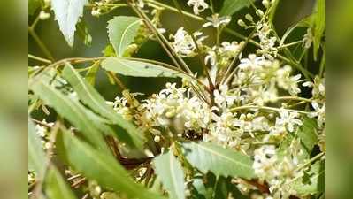 ಬೇವಿನೆಲೆಯಲ್ಲಿದೆ ಆರೋಗ್ಯ