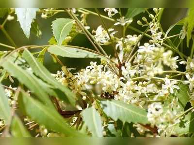 ಬೇವಿನೆಲೆಯಲ್ಲಿದೆ ಆರೋಗ್ಯ