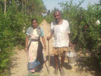 ಬಯಲು ಸೀಮೆಯಲ್ಲಿ ಮಲೆನಾಡ ತೋಟ