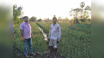 सफेद कांदा ठरतोय शेतकऱ्यांचा आधार