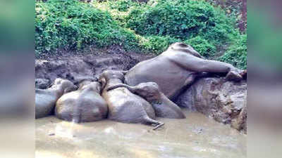 मदिकेरीः रातभर तालाब में फंसे चिल्लाते रहे पांच हाथी, सुबह JCB से रास्ता बनाकर निकाले गए बाहर