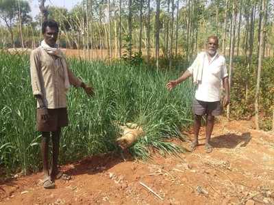 ಸಾಕುನಾಯಿಗಳಿಗೆ ವಿಷಪ್ರಾಶನ: 6 ಶ್ವಾನಗಳು, 10 ಕಾಗೆಗಳ ಸಾವು