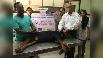 मुंबई: यहां कुत्तों के लिए लगा खास ब्लड डोनेशन कैंप