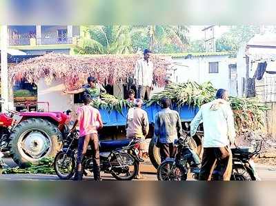 ಜಾನುವಾರುಗಳ ಹಸಿರು ಮೇವಿಗೆ ಹೆಚ್ಚಿದ ಬೇಡಿಕೆ