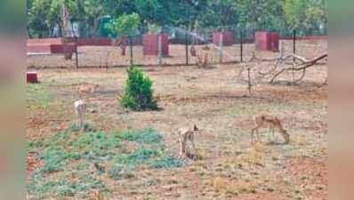 ಪ್ರಾಣಿ-ಪಕ್ಷಿಗಳಿಗೆ ತಾಪ ಮುಕ್ತಿ