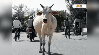 কে তার মালিক? কোর্টে জানতে গেল গোমাতা