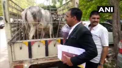 ഉടമസ്ഥാവകാശത്തിൽ തര്‍ക്കം രൂക്ഷം; പശുവിനെ കോടതിയിൽ ഹാജരാക്കി