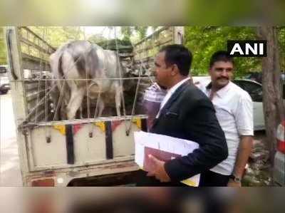 ഉടമസ്ഥാവകാശത്തിൽ തര്‍ക്കം രൂക്ഷം; പശുവിനെ കോടതിയിൽ ഹാജരാക്കി