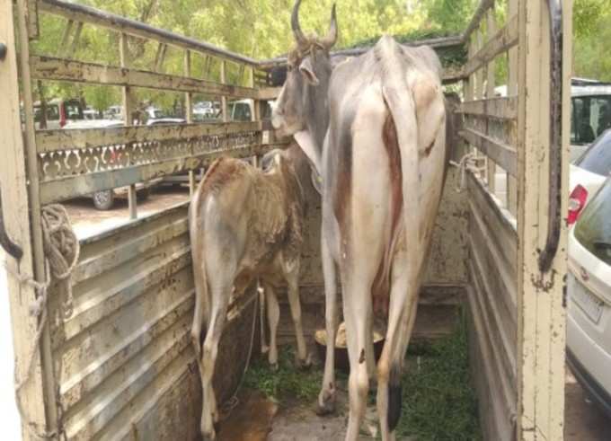 ಮಾಲೀಕತ್ವ ವಿವಾದ: ನ್ಯಾಯಾಲಯಕ್ಕೆ ಹಸು, ಕರು ಹಾಜರು!