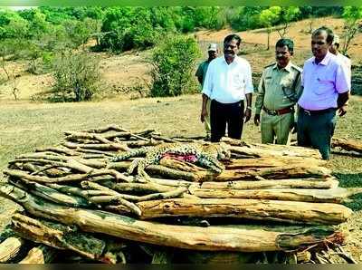 ವಾಹನ ಡಿಕ್ಕಿ: ಚಿರತೆ ಮರಿ ಸಾವು