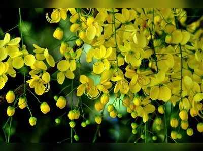 Happy Vishu 2019: വിഷു വരവായി; ആശംസകൾ നേരാം