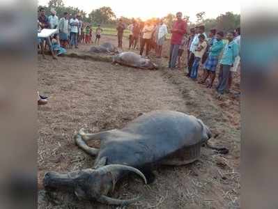 ಸಿಡಿಲು ಬಡಿದು ಮೂರು ಎಮ್ಮೆ ಸಾವು