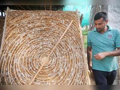 ಸೆರಿಕಲ್ಚರ್‌ ಕ್ಷೇತ್ರದಲ್ಲಿ ಉದ್ಯೋಗ ಪಡೆಯುವುದು ಹೇಗೆ?