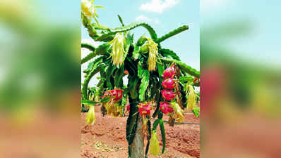 ಹೊಸತನದ ಕೃಷಿಯಲ್ಲಿ ಹರ್ಷ