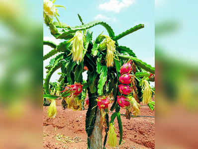 ಹೊಸತನದ ಕೃಷಿಯಲ್ಲಿ ಹರ್ಷ