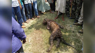 15 लोगों पर हमला करने वाले तेंदुए की ग्रामीणों की पिटाई के बाद मौत