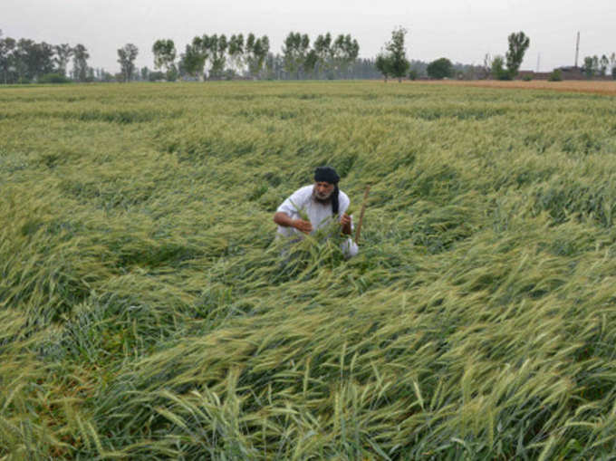 पंजाब में तूफान से गिरी फसल