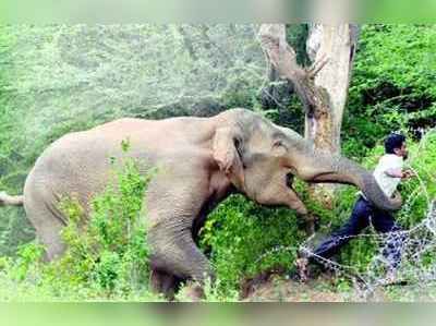 అర్ధరాత్రి రెండు గ్రామాలపై ఏనుగు దాడి.. ఐదుగురు మృతి